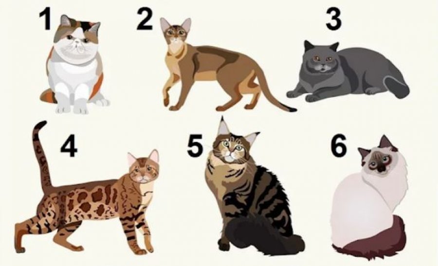 Test/ Zgjidhni një mace dhe zbuloni tipare të personalitetit tuaj që mund të mos i dini