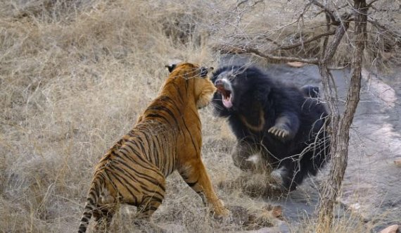 Momenti kur një ari përballet më një tigër të uritur