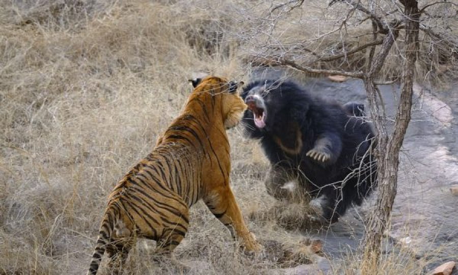 Momenti kur një ari përballet më një tigër të uritur