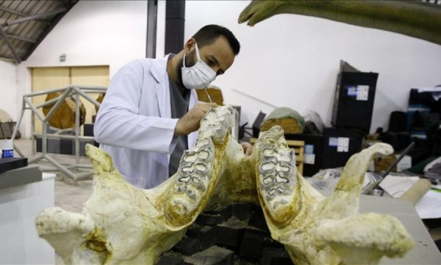 Gjenden pesë specie elefanti 8 milionë vjeçare