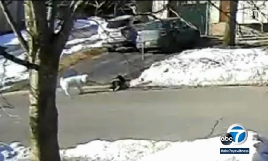  Qeni del në rrugë dhe ndalon një veturë për t’ia shpëtuar jetën pronares 