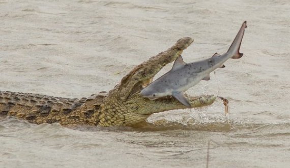  Kapet nga kamera momenti kur krokodili e ha një peshkaqen 