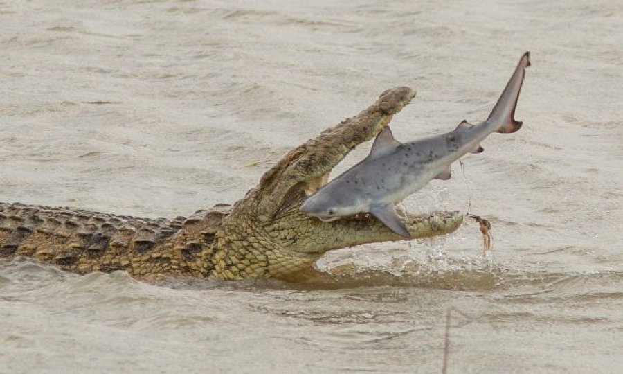  Kapet nga kamera momenti kur krokodili e ha një peshkaqen 