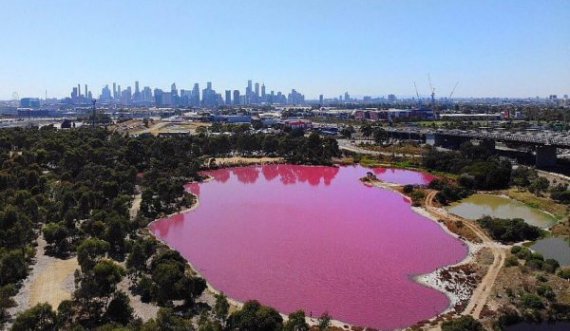  Liqeni ngjyrë rozë “çmend” të rinjtë, të gjithë në kërkim të fotos perfekte 