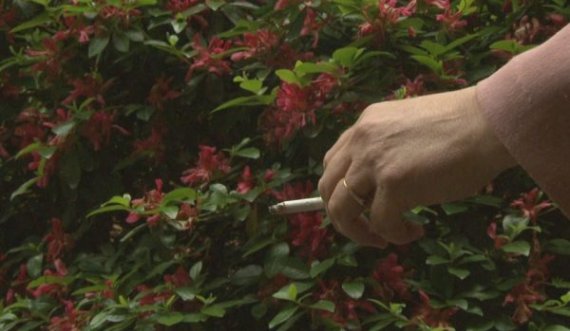  “Përpjekje për të shpëtuar jetë”, SHBA-ja pritet të ndalojë shitjen e cigareve me mente 