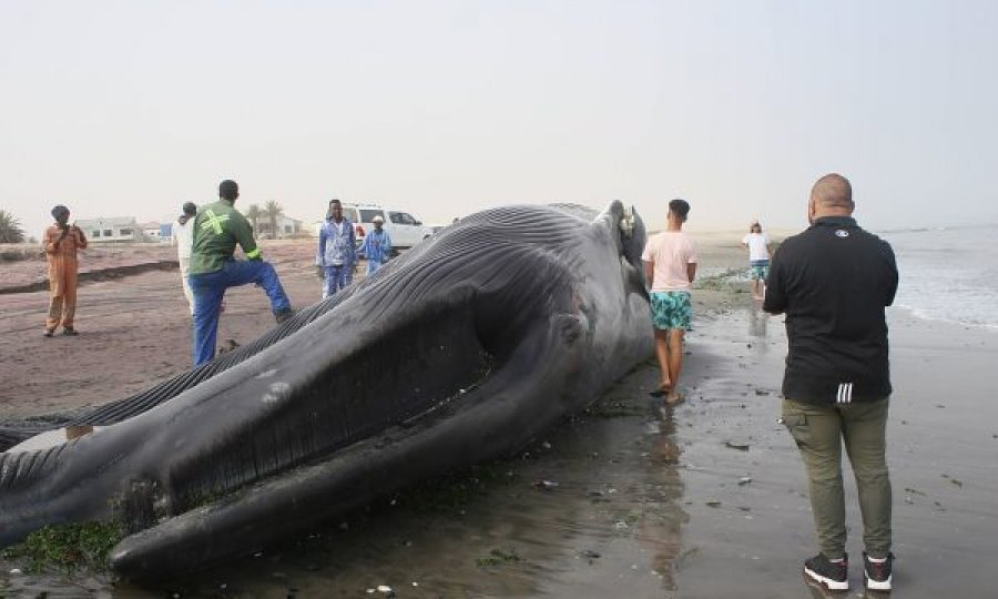 Del në breg balena 18 metra e gjatë 