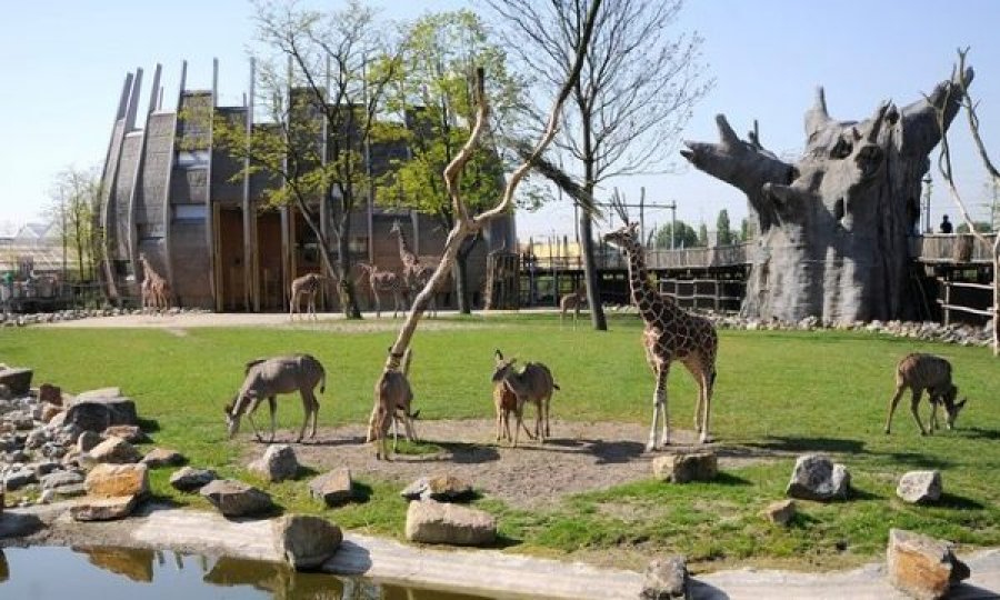  Zbulohet kafsha më e rrezikshme në një kopsht zoologjik 