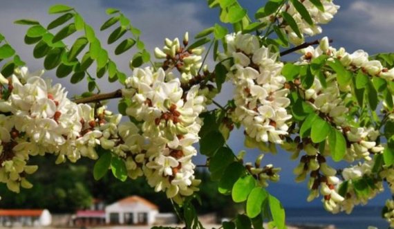 Bagremi, një antiseptik dhe afrodiziak i vjetër