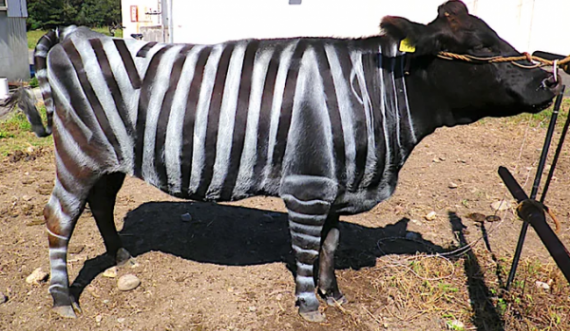  Shkencëtarët i ngjyrosin lopët si zebra, arrihet një efekt interesant 