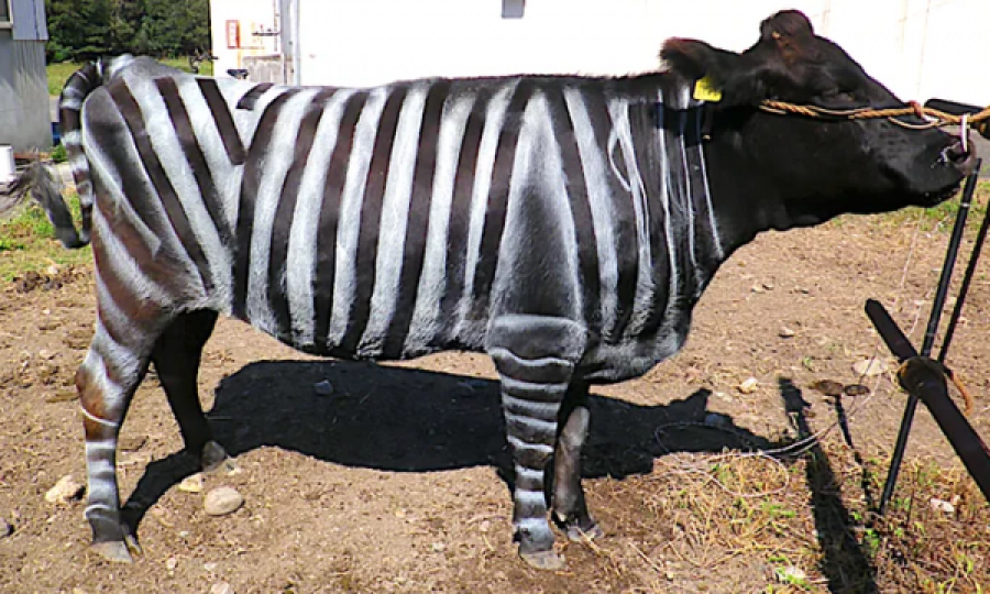  Shkencëtarët i ngjyrosin lopët si zebra, arrihet një efekt interesant 