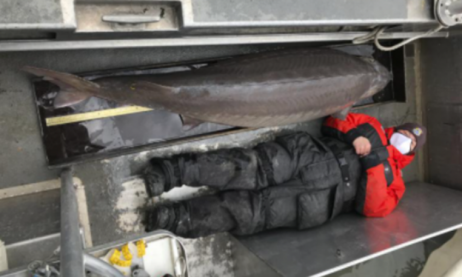 Lumi Detroit: Kapet peshku mbi 100 vjet i vjetër, peshon 108 kilogramë