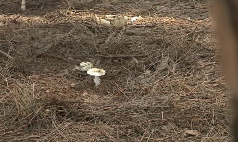 Këto janë kërpudhat që dyshohet se i mblodhën tre kosovarët para se të humbin jetët nga helmimi