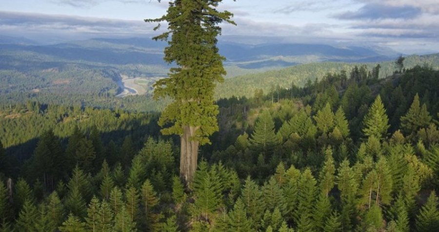 Çfarë misteri fshihet pas pemës më të lartë në botë, vendodhja e saj mbahet sekret 