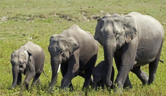 Vetëtima mbyt 18 elefantë përnjëherë në Indi
