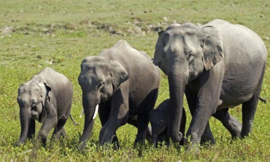 Vetëtima mbyt 18 elefantë përnjëherë në Indi