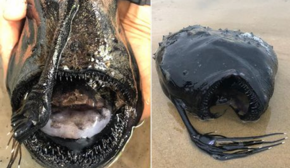 Peshku ‘alien’ i thellësive tmerron fëmijët në plazh 