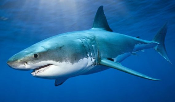 Peshkaqeni 4.5 metra i gjatë kafshon për vdekje një person