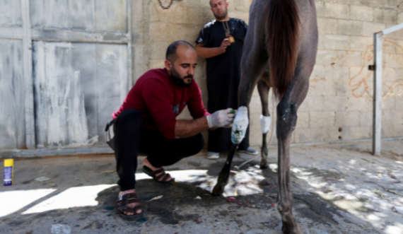  Armëpushimi po respektohet, në Gaza u vjen radha për trajtim kafshëve të plagosura 