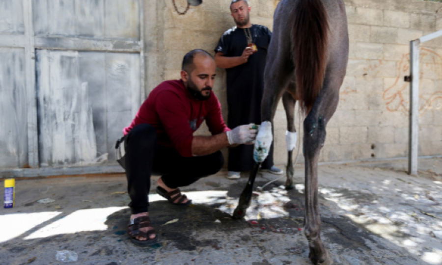 Armëpushimi po respektohet, në Gaza u vjen radha për trajtim kafshëve të plagosura 
