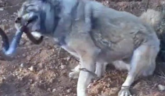 Lufta mes qenit bari dhe gjarprit gjigand bëhet virale në rrjete sociale 