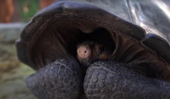 Gjendet breshka gjigande, konsiderohej si një specie e zhdukur një shekull më parë 