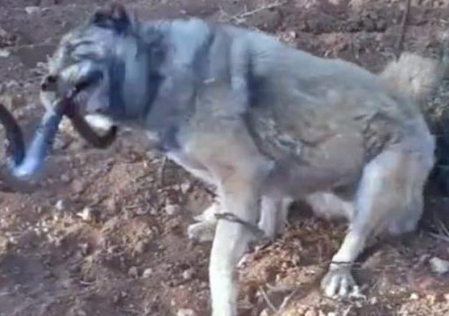 Lufta mes qenit bari dhe gjarprit gjigand bëhet virale në rrjete sociale 