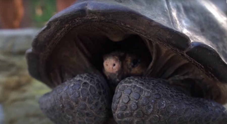 Gjendet breshka gjigande, konsiderohej si një specie e zhdukur një shekull më parë 