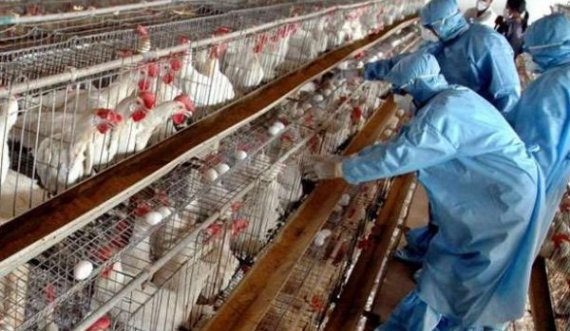 Gripi i shpezëve H5N8 prezent në Kosovë, asgjësohen shpezë në 5 ferma të 4 qyteteve