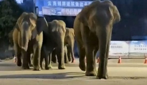  Qyteti merret peng nga elefantët, nuk ndalen së ecuri prej qindra kilometrash 
