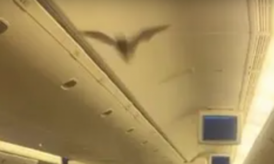  Tmerrohen pasagjerët: Lakuriqi i natës futet në aeroplan gjatë fluturimit 