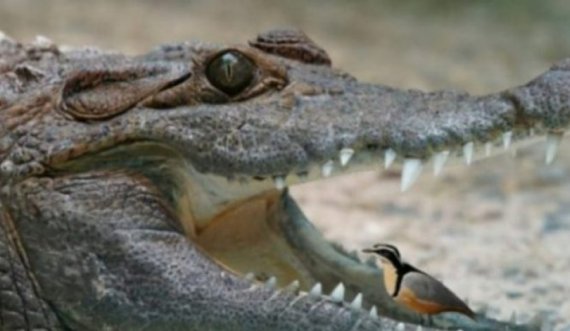 Interes reciprok, kjo është arsyeja pse zogu futet në gojën e krokodilit dhe ai nuk e ha kurrë