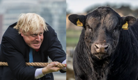 Një mëzati i vihet emri i Boris Johnsonit – është shumë pjellor