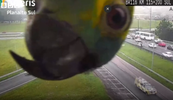 Kamerës për siguri në trafik i del një pengesë e pazakontë – papagalli