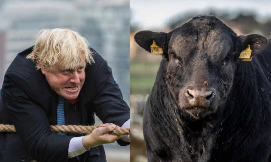 Një mëzati i vihet emri i Boris Johnsonit – është shumë pjellor