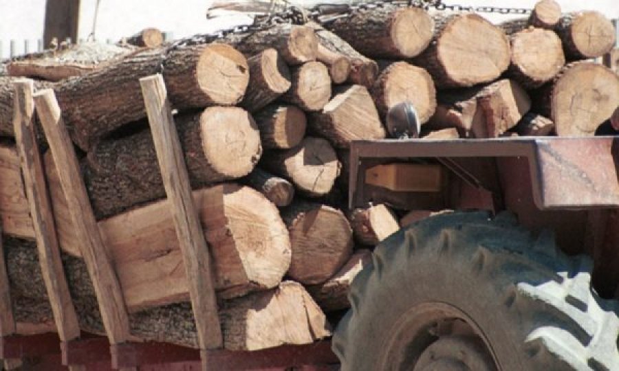 Shkatërrimi i pyjeve dukuri shqetësuese, rreth 2 mijë metra kub dru u konfiskuan në vitin 2021