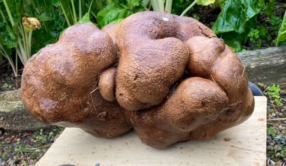 Gjendet patatja më e madhe në botë, peshon 7.9 kg