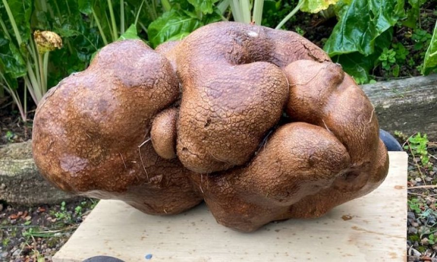 Gjendet patatja më e madhe në botë, peshon 7.9 kg