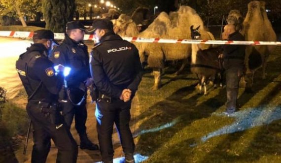 Devetë ikin nga cirku dhe dalin rrugëve të Madridit