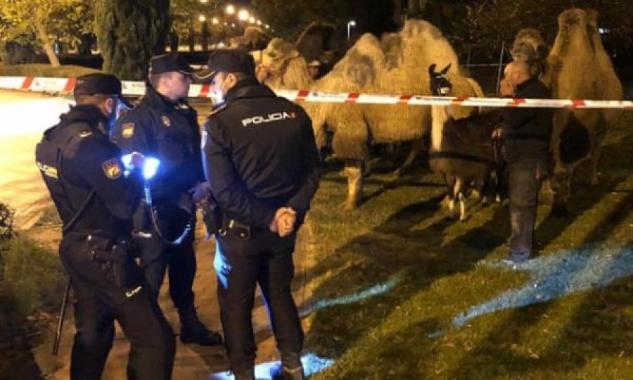 Devetë ikin nga cirku dhe dalin rrugëve të Madridit