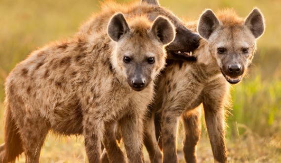 Rasti i parë befason botën – dy hiena dalin pozitive në testin për Covid-19