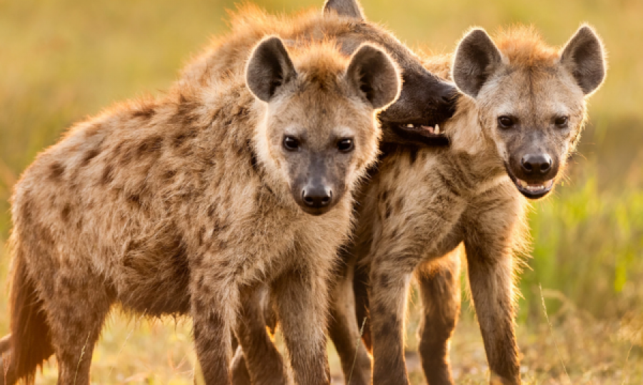 Rasti i parë befason botën – dy hiena dalin pozitive në testin për Covid-19