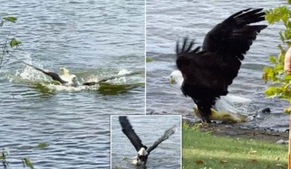 Momenti kur shqiponja e kap dhe e nxjerr nga uji peshkun që peshonte mbi 9 kilogramë