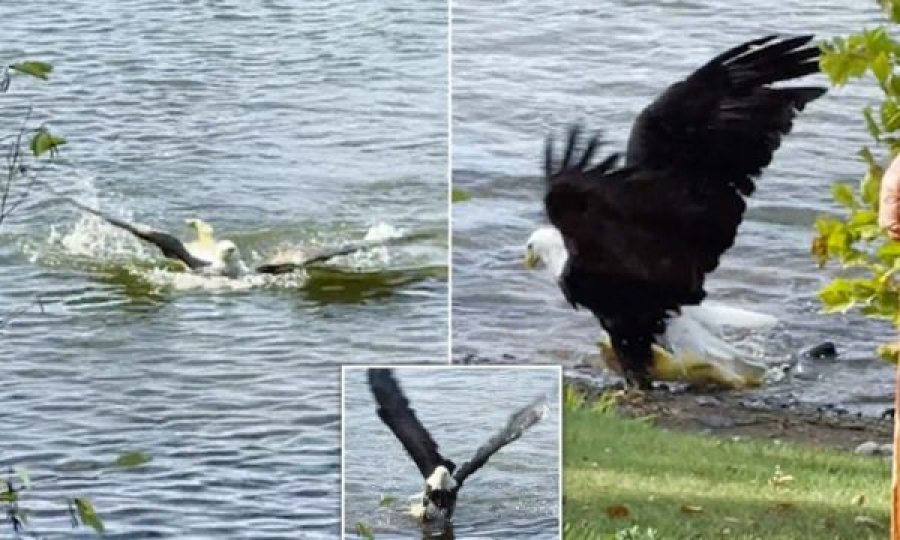 Momenti kur shqiponja e kap dhe e nxjerr nga uji peshkun që peshonte mbi 9 kilogramë