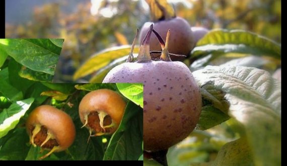 Po bëhet “nami” në internet, shumica nuk po e gjejnë se si quhet ky frut!?