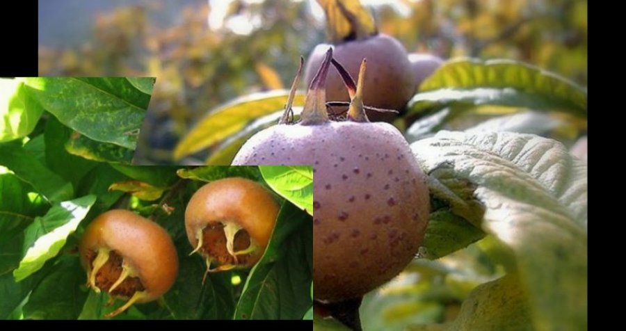 Po bëhet “nami” në internet, shumica nuk po e gjejnë se si quhet ky frut!?