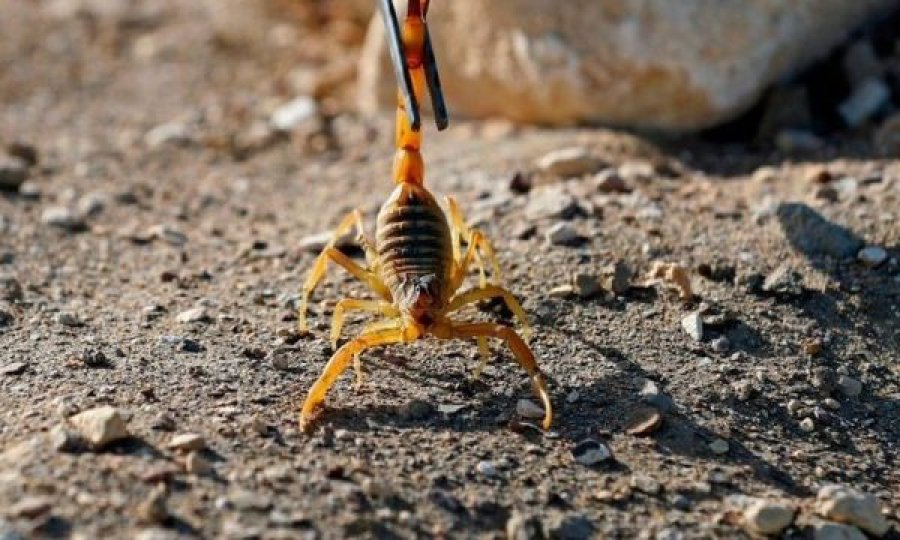 Tre të vdekur dhe 450 të helmuar nga sulmet e akrepave
