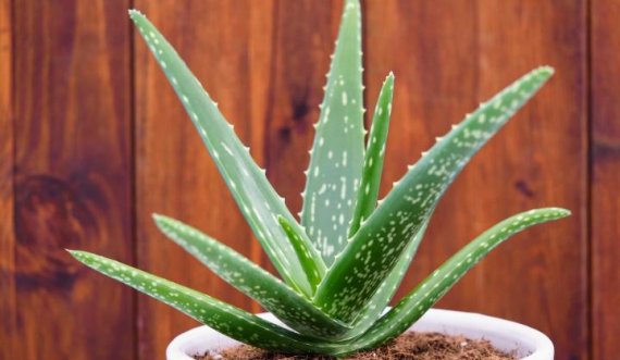 Aloe Vera: Mbrojtja natyrale kundër të djegurave nga dielli