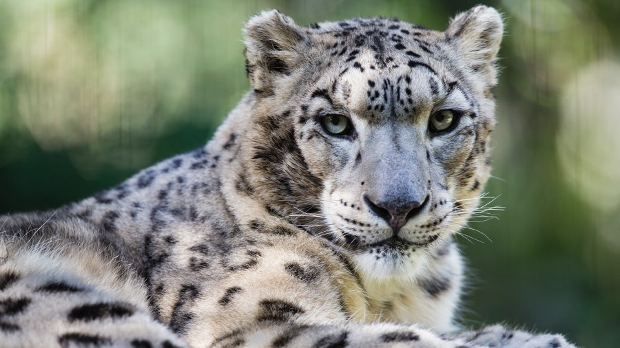 Koronavirusi nuk kursen as kafshët – Ngordhin 3 leopardë në kopshtin zoologjik