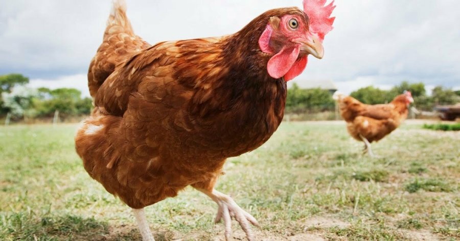 Ndodh edhe kjo, 55-vjeçari rrezikon 2 vite burg pasi shkeli një pulë me veturë