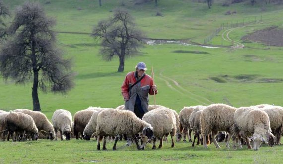 Ky vend po kërkon çobanë, paga mujore 2 mijë euro